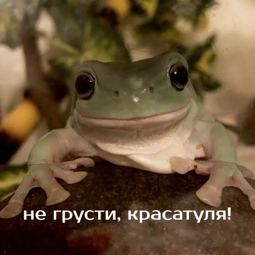 Стикер из набора "Легущьки «Горящей избы» 🐸🔥"