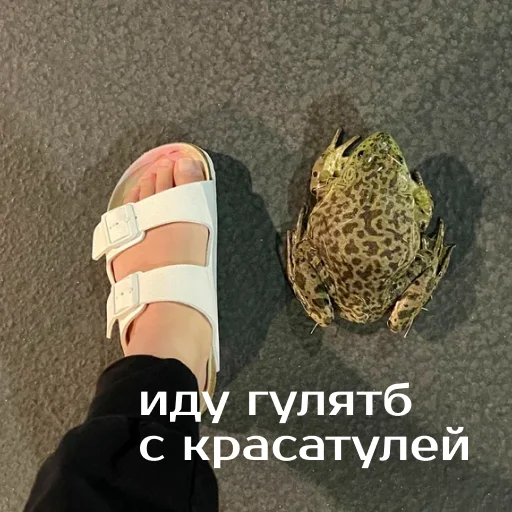 Sticker from the "Легущьки «Горящей избы» 🐸🔥" sticker pack