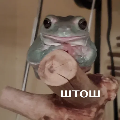 Sticker from the "Легущьки «Горящей избы» 🐸🔥" sticker pack