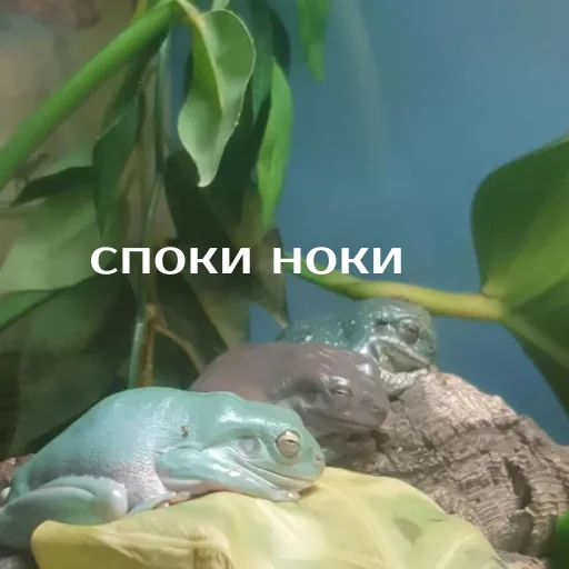 Стикер из набора "Легущьки «Горящей избы» 🐸🔥"