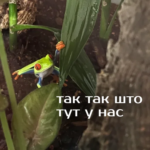 Стикер из набора "Легущьки «Горящей избы» 🐸🔥"