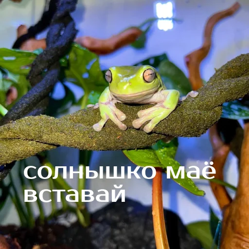 Sticker from the "Легущьки «Горящей избы» 🐸🔥" sticker pack