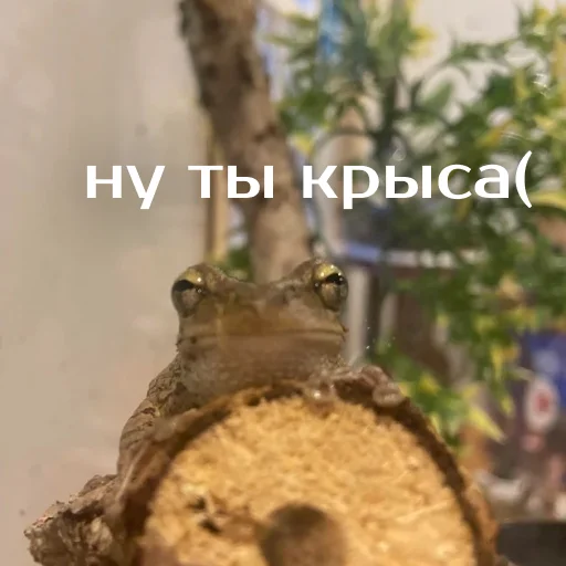 Sticker from the "Легущьки «Горящей избы» 🐸🔥" sticker pack