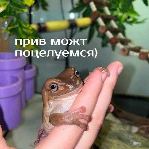 Sticker from the "Легущьки «Горящей избы» 🐸🔥" sticker pack