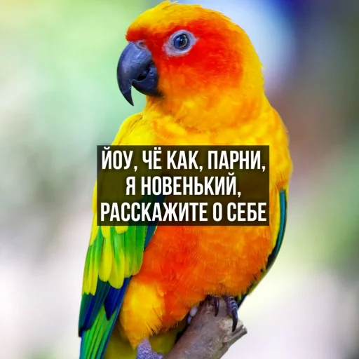 Sticker from the "Флекс папуги" sticker pack