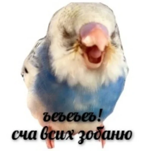 Sticker from the "Флекс папуги" sticker pack