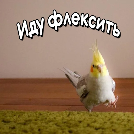 Sticker from the "Флекс папуги" sticker pack