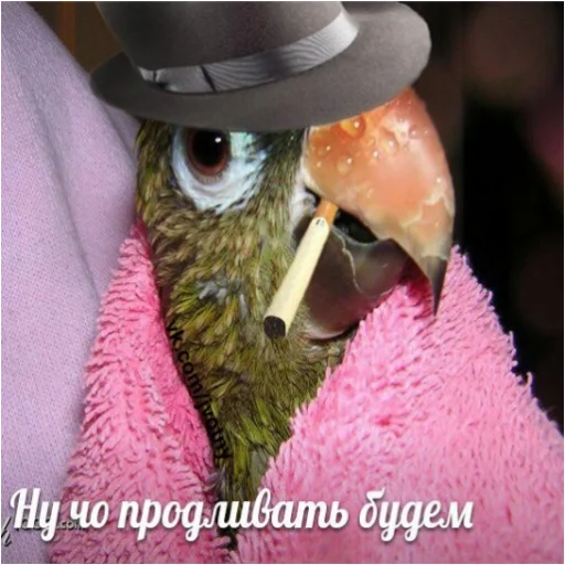 Sticker from the "Флекс папуги" sticker pack