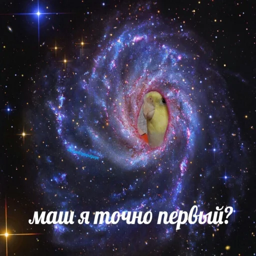 Sticker from the "Флекс папуги" sticker pack