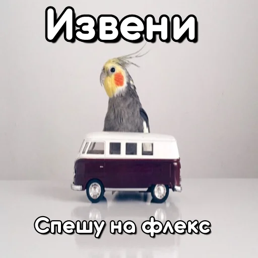 Sticker from the "Флекс папуги" sticker pack