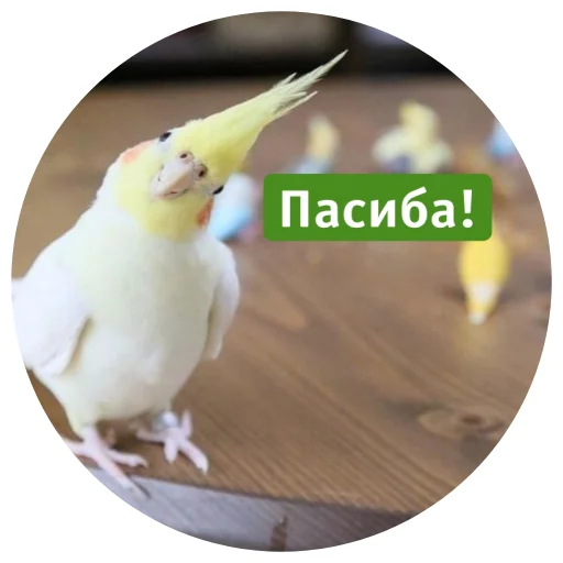 Sticker from the "Флекс папуги" sticker pack