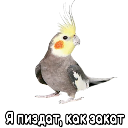 Sticker from the "Флекс папуги" sticker pack