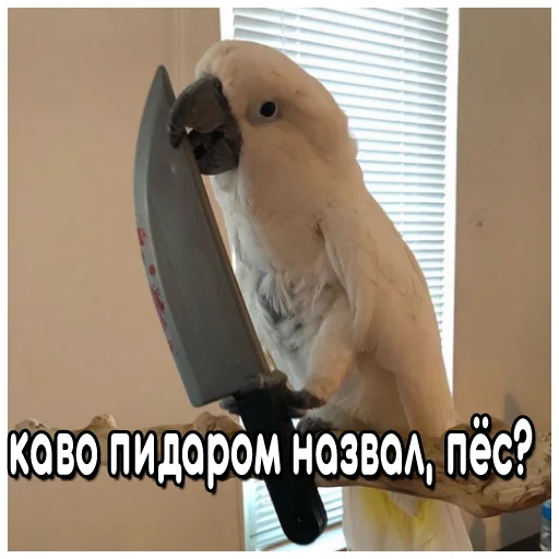 Sticker from the "Флекс папуги" sticker pack