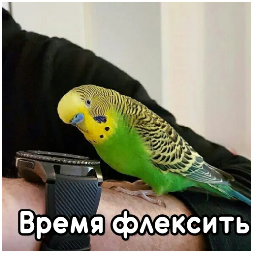 Sticker from the "Флекс папуги" sticker pack