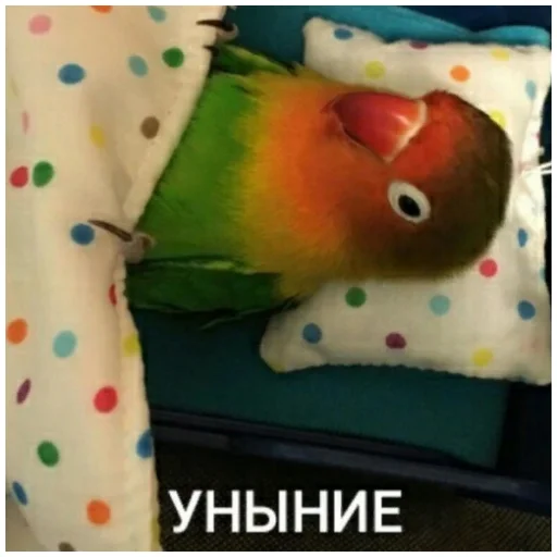 Sticker from the "Флекс папуги" sticker pack