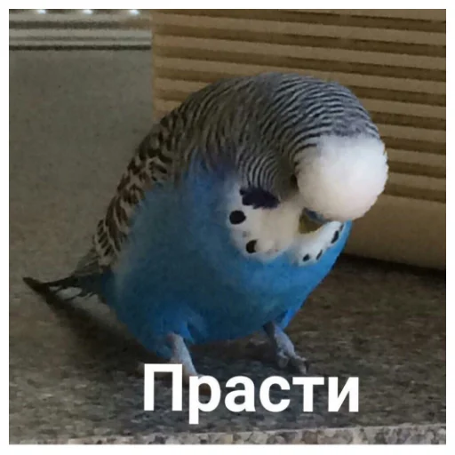 Sticker from the "Флекс папуги" sticker pack