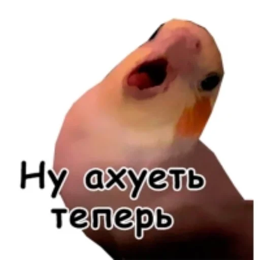 Sticker from the "Флекс папуги" sticker pack