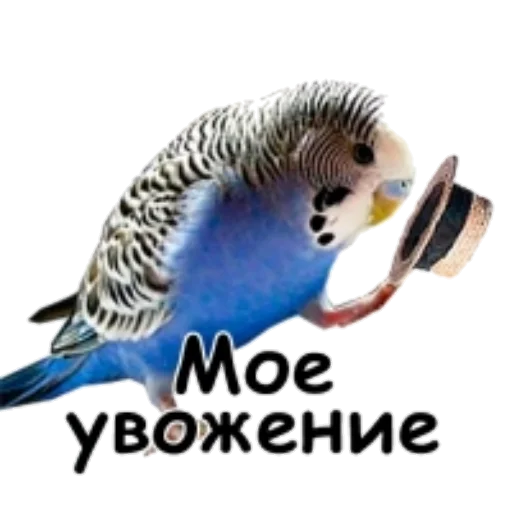 Sticker Флекс папуги