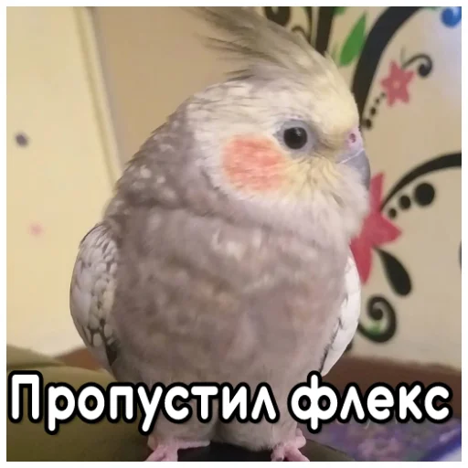 Sticker from the "Флекс папуги" sticker pack