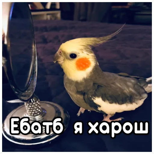 Sticker from the "Флекс папуги" sticker pack