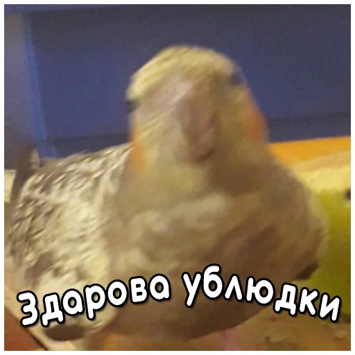 Sticker from the "Флекс папуги" sticker pack