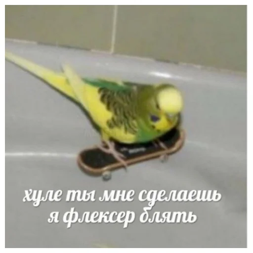 Sticker from the "Флекс папуги" sticker pack