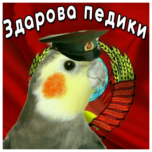 Sticker from the "Флекс папуги" sticker pack