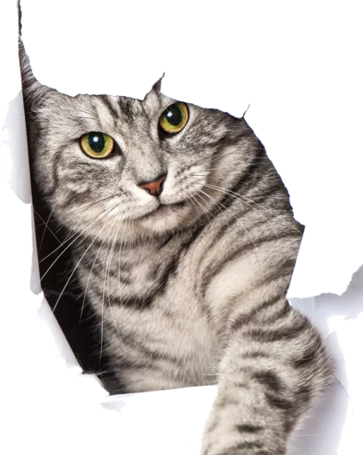 Sticker from the "Cats" sticker pack