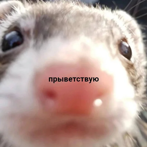 Sticker from the "пушистые мемы" sticker pack