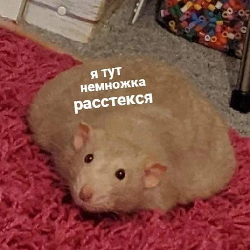 Sticker from the "пушистые мемы" sticker pack