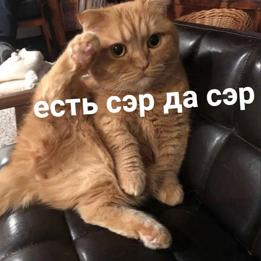 Sticker from the "пушистые мемы" sticker pack