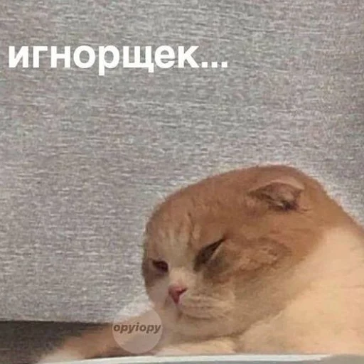 Sticker from the "пушистые мемы" sticker pack