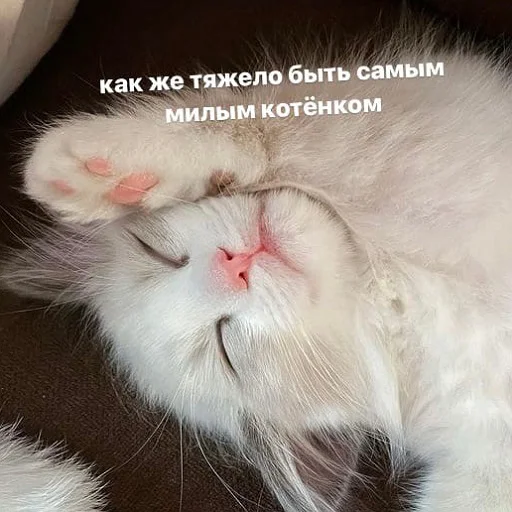 Sticker from the "пушистые мемы" sticker pack