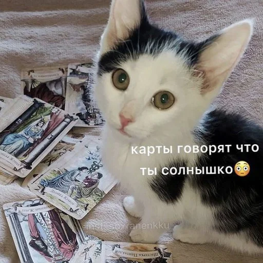 Sticker from the "пушистые мемы" sticker pack