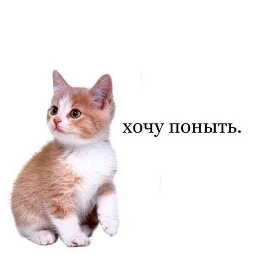 Sticker from the "пушистые мемы" sticker pack