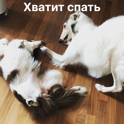 Sticker from the "носатый пак" sticker pack