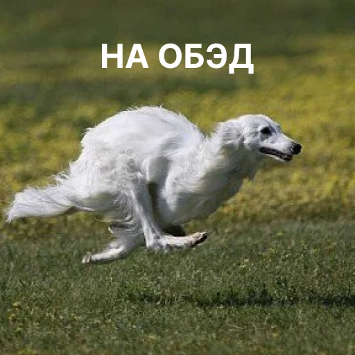 Sticker from the "носатый пак" sticker pack