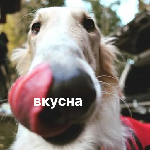 Sticker from the "носатый пак" sticker pack