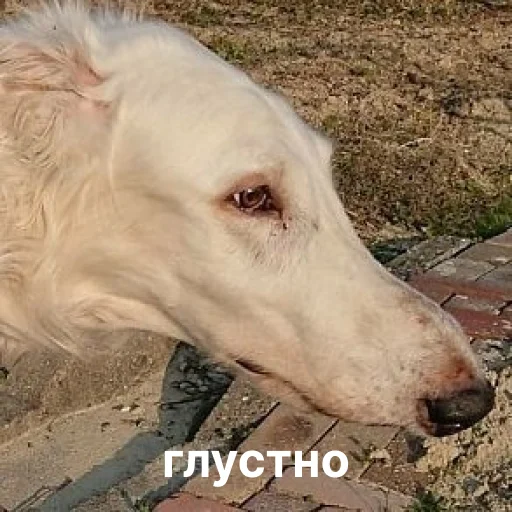 Sticker from the "носатый пак" sticker pack