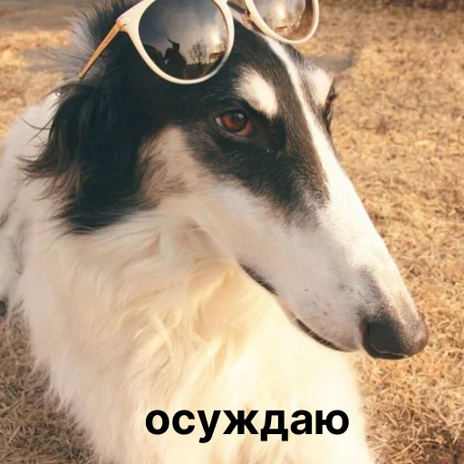 Sticker from the "носатый пак" sticker pack