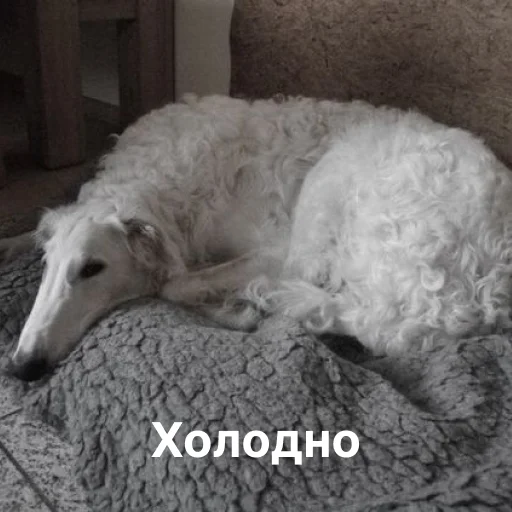 Sticker from the "носатый пак" sticker pack