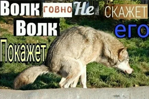 Стикер из набора "ArePek memes"