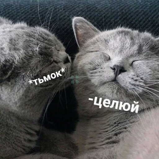 Sticker from the "КотикЦмок" sticker pack