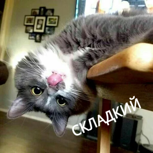 Sticker from the "КотикЦмок" sticker pack