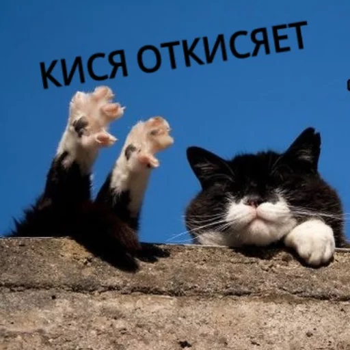 Sticker from the "КотикЦмок" sticker pack