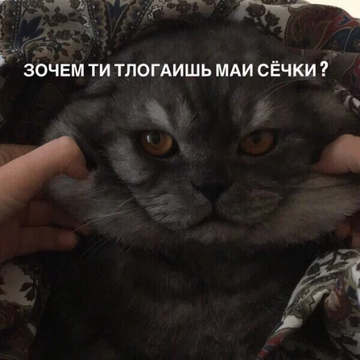 Sticker from the "КотикЦмок" sticker pack