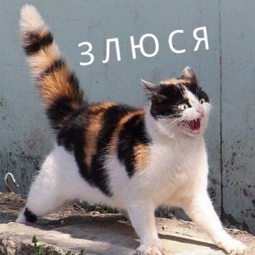 Sticker from the "КотикЦмок" sticker pack