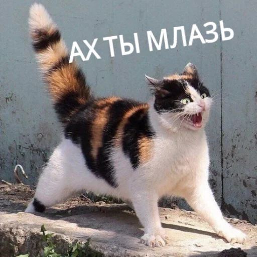 Sticker from the "КотикЦмок" sticker pack