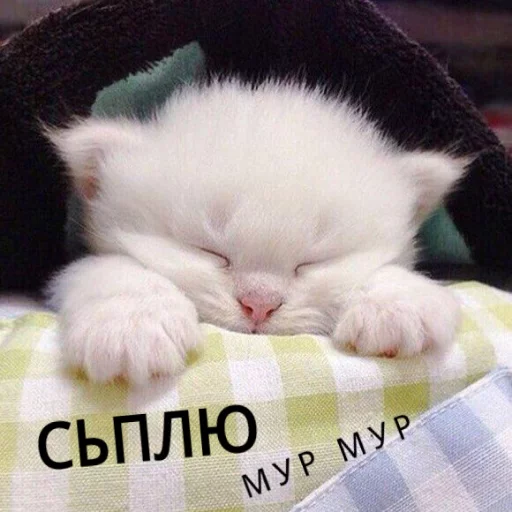 Sticker from the "КотикЦмок" sticker pack