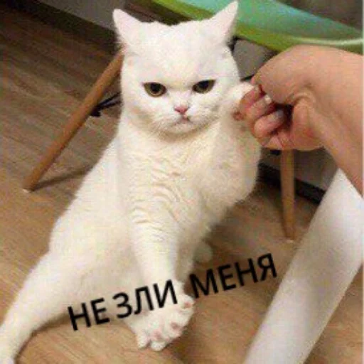 Sticker from the "КотикЦмок" sticker pack